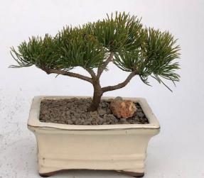 Bonsai Trees